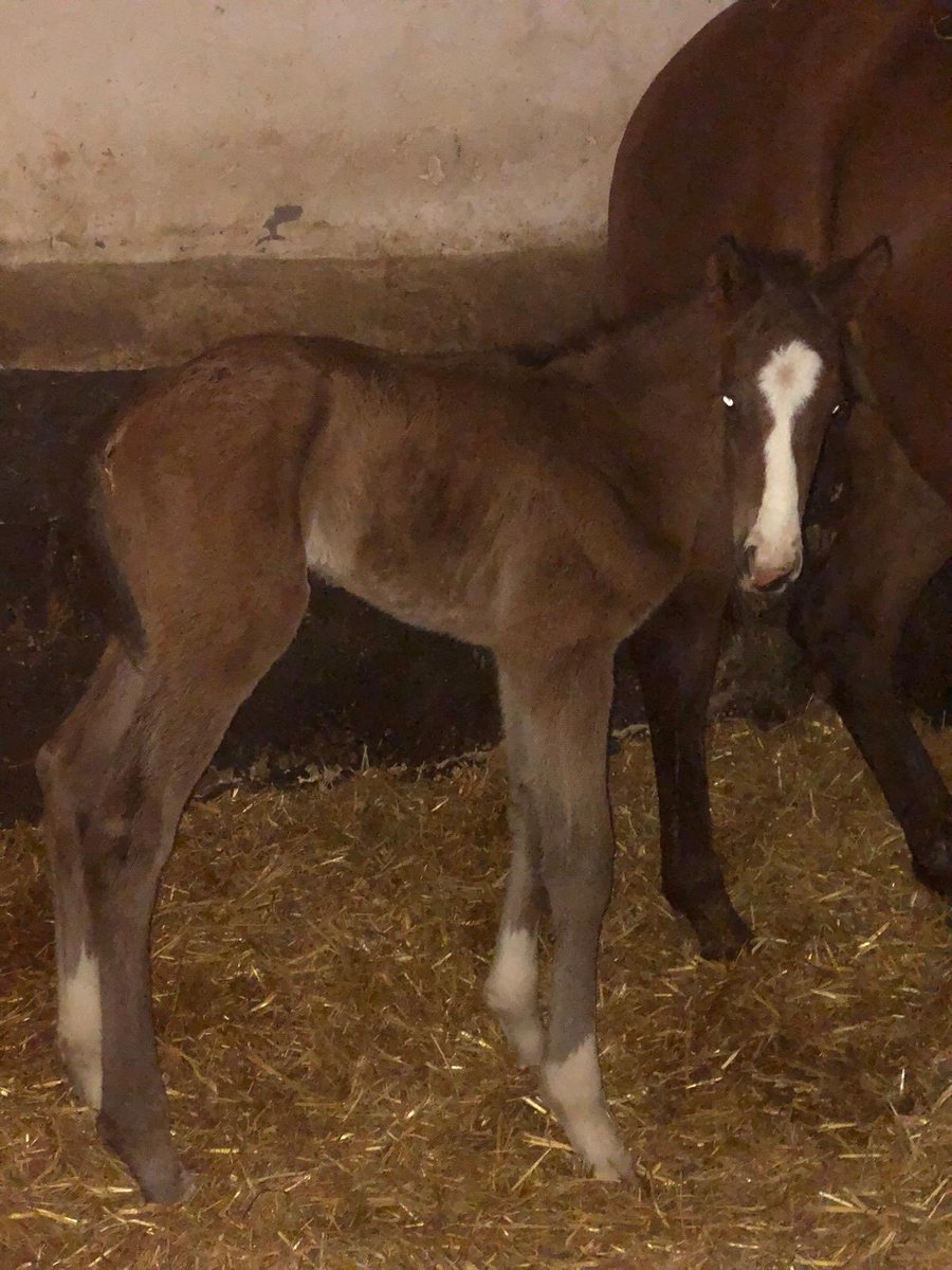 Cuadra Mq. Miraflores tweet media