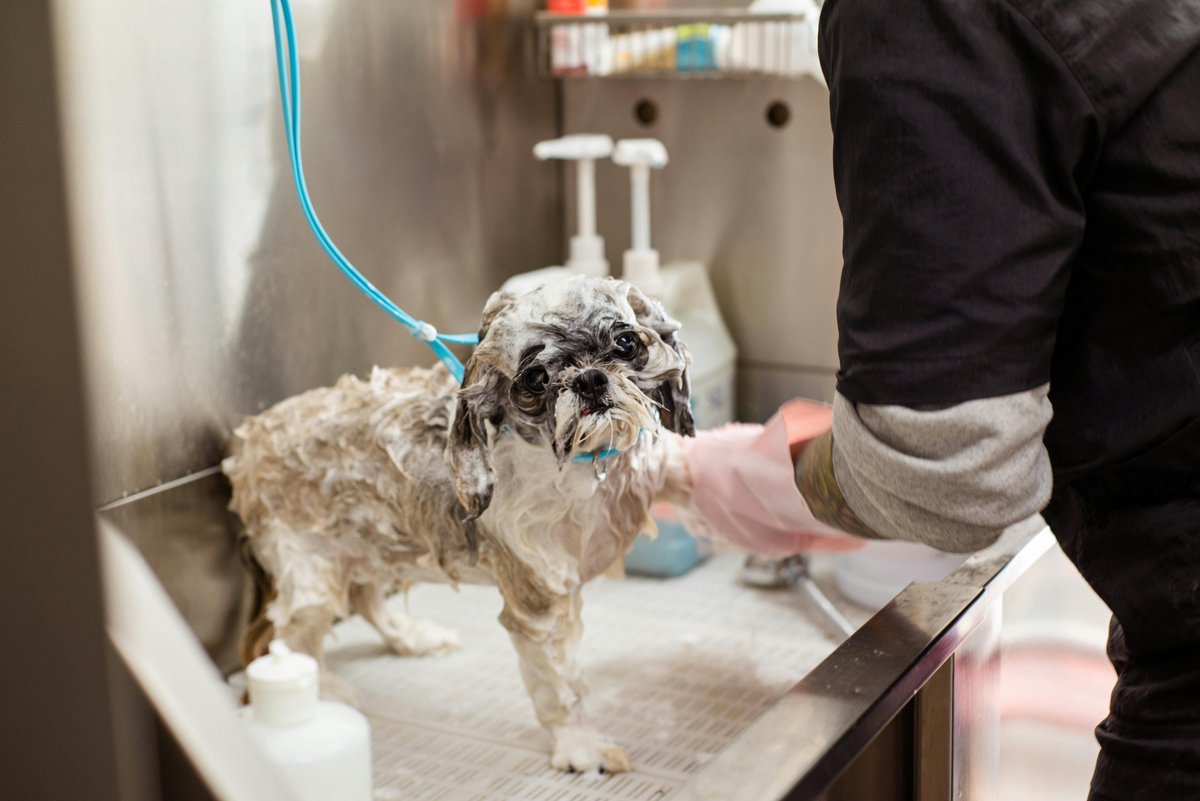 Dynodogshop's tweet photo. 🐾 Problem: Excess shedding + irritation combo?

✅ Solution: Regular brushing removes allergens and loose fur.

👉 https://t.co/pF9a760mkw

#SheddingAndAllergies #DogGroomingRoutine #PetWellness #HealthyCoat #SpringCare #DogParentsTips #CleanPets #DynoDog https://t.co/Etts250aNC