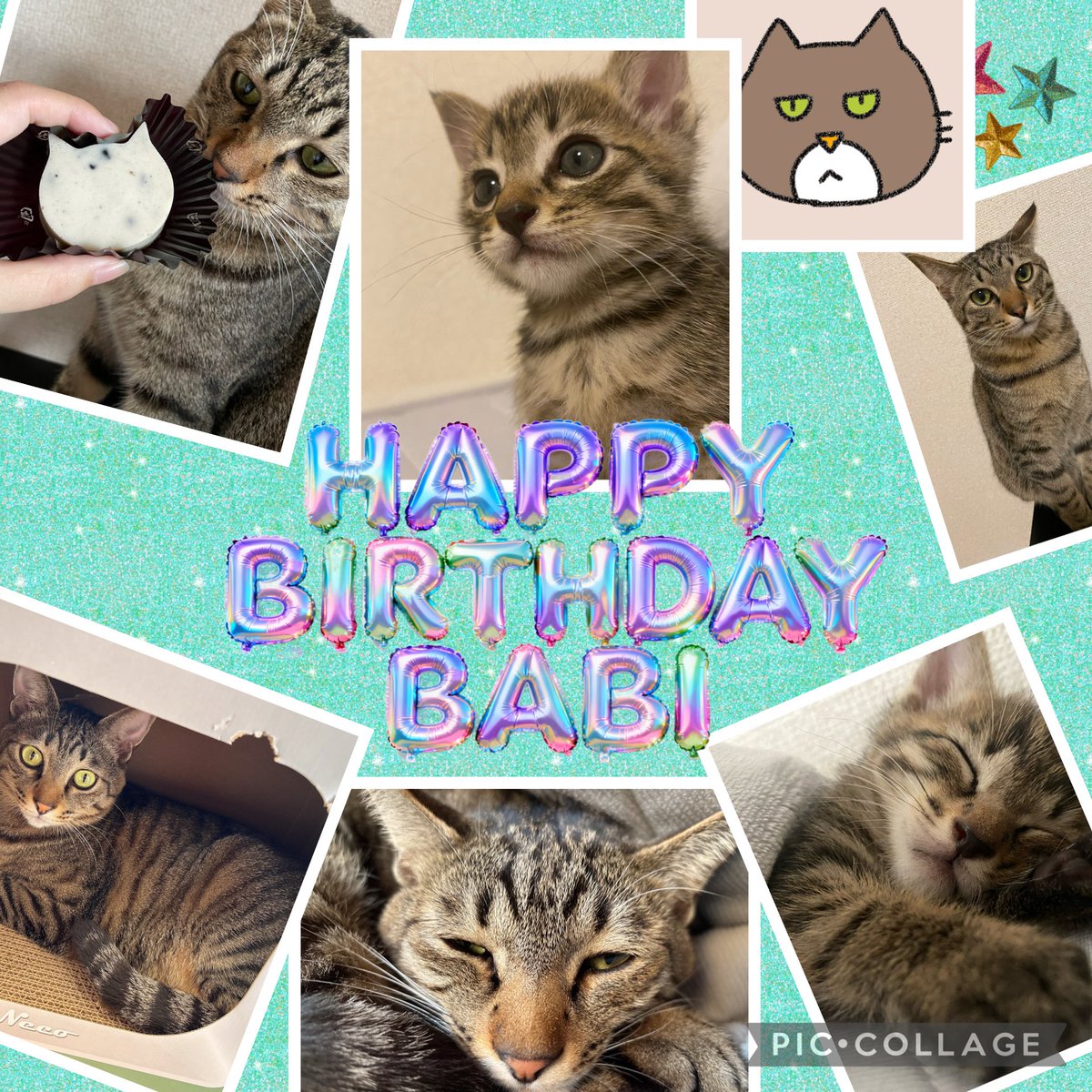 キジトラのバビ tweet media