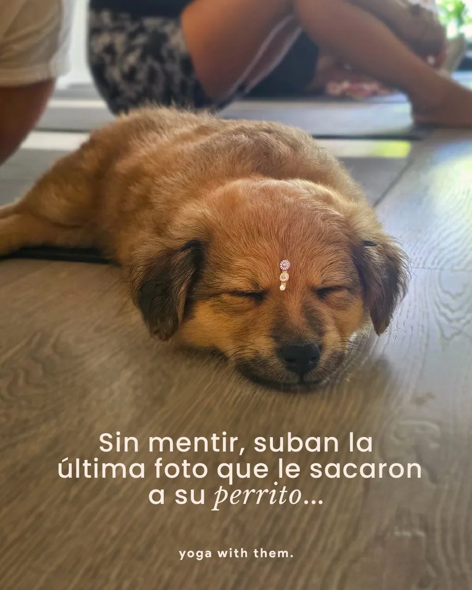 YogaWithThem's tweet photo. El tipo de foto que conseguimos cuando vienen a relajarse con nosotros los perritos 🤭

Vos también podés venir a sacarlas… te sumas? https://t.co/X3taLgNDAo