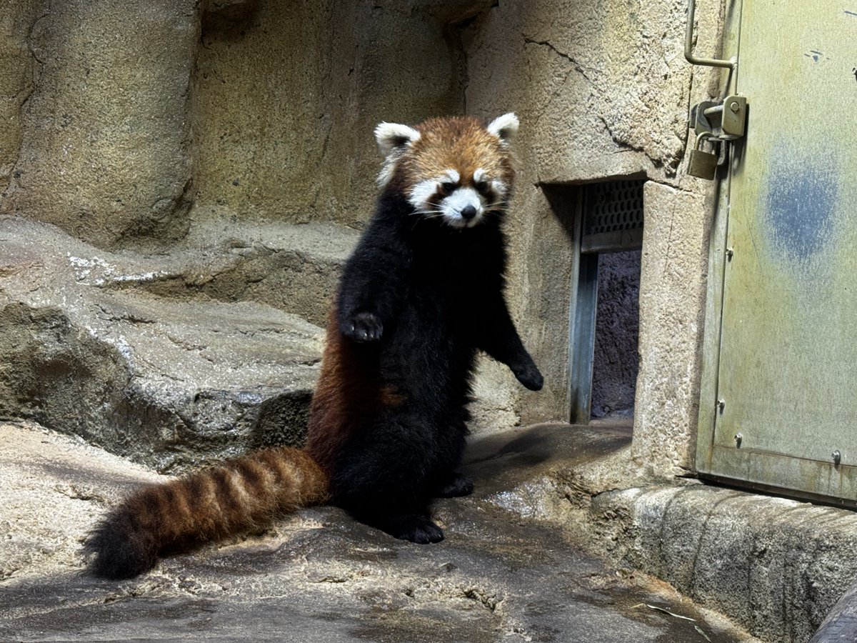 そらまめきなこ tweet media