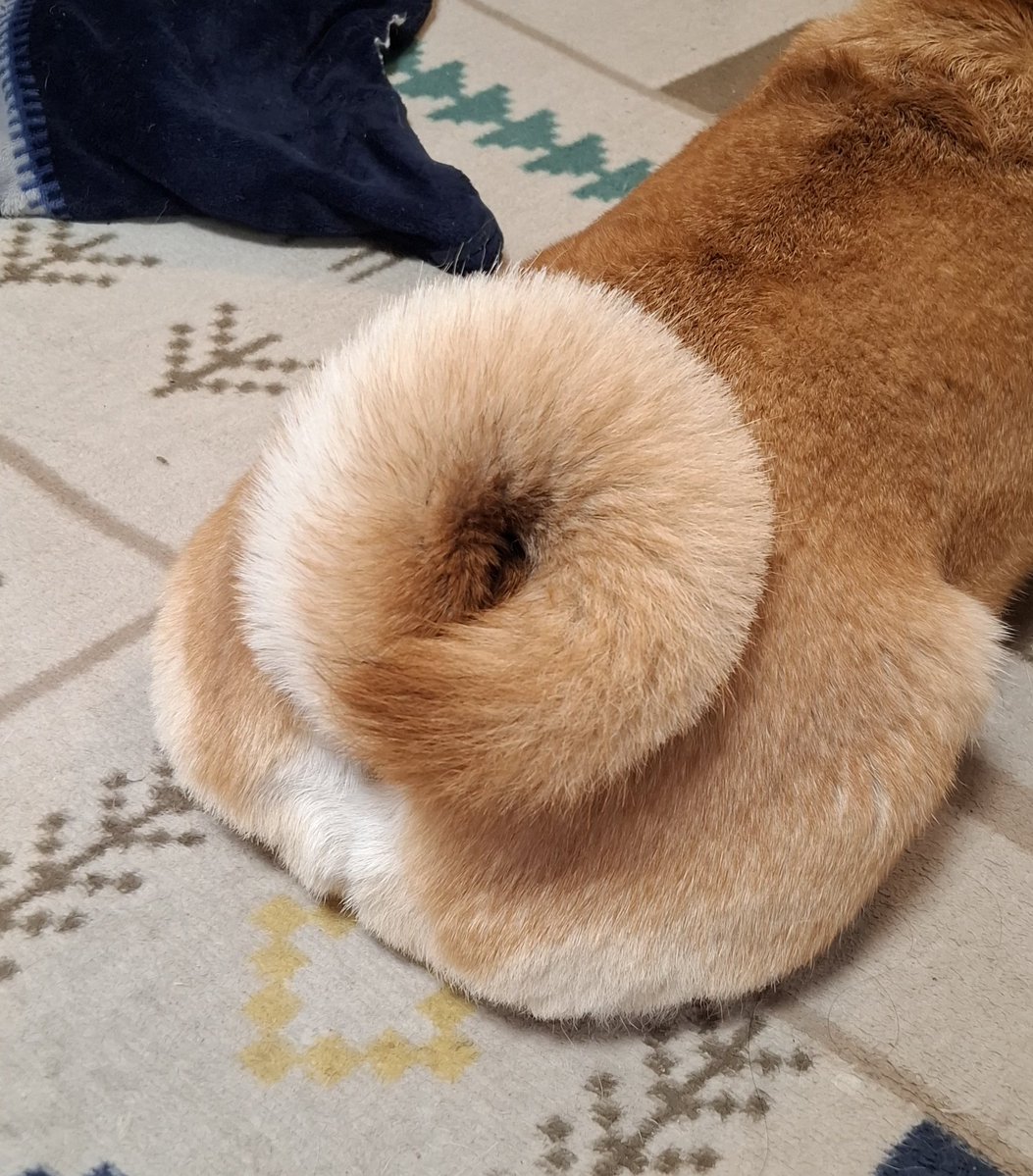 柴犬　ゆづ tweet media