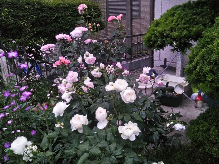 おはようございます😇😇😇

今年はとても暖かく、すでに九州ではバラが満開とのお便りをいただきました！
皆さんのバラたちはいかがですか？

本日は4月1日、新しい年度となりましたね！
😊😊😊

#有機栽培
#オーガニック