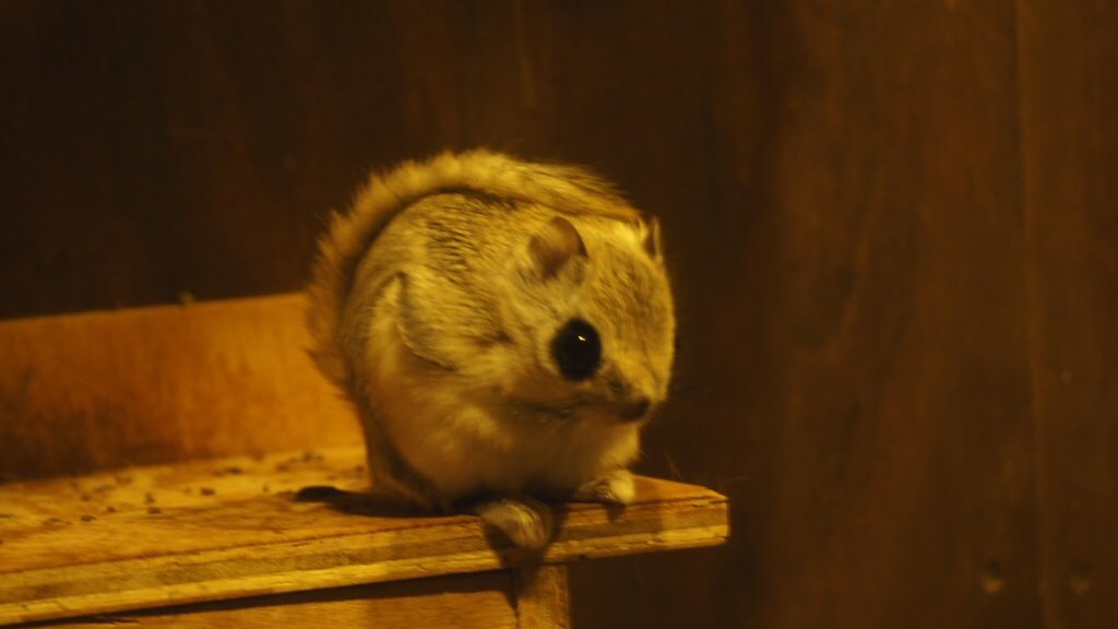 asyzoo_eastgate's tweet photo. おはようございます。
現在2.7℃、風もなく晴れています。
写真は、昨日の団子状態のエゾタヌキたち（右上）、エゾモモンガ（左下）、窓を除くブラッザグエノン（右下）です。
新年度に入りました。
気持ちも新たに、今月もよろしくお願いします。(AB)
#旭山動物園 #旭山動物園東門 #旭川 https://t.co/jK3CswfWpn