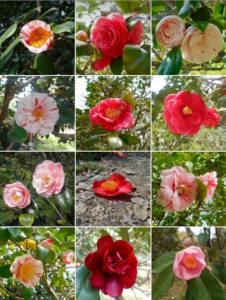 なからぎの森の木の精bot tweet media