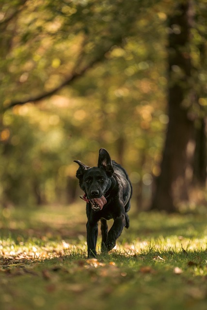 Charlie Jackson tweet media