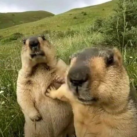 morimonnn tweet media