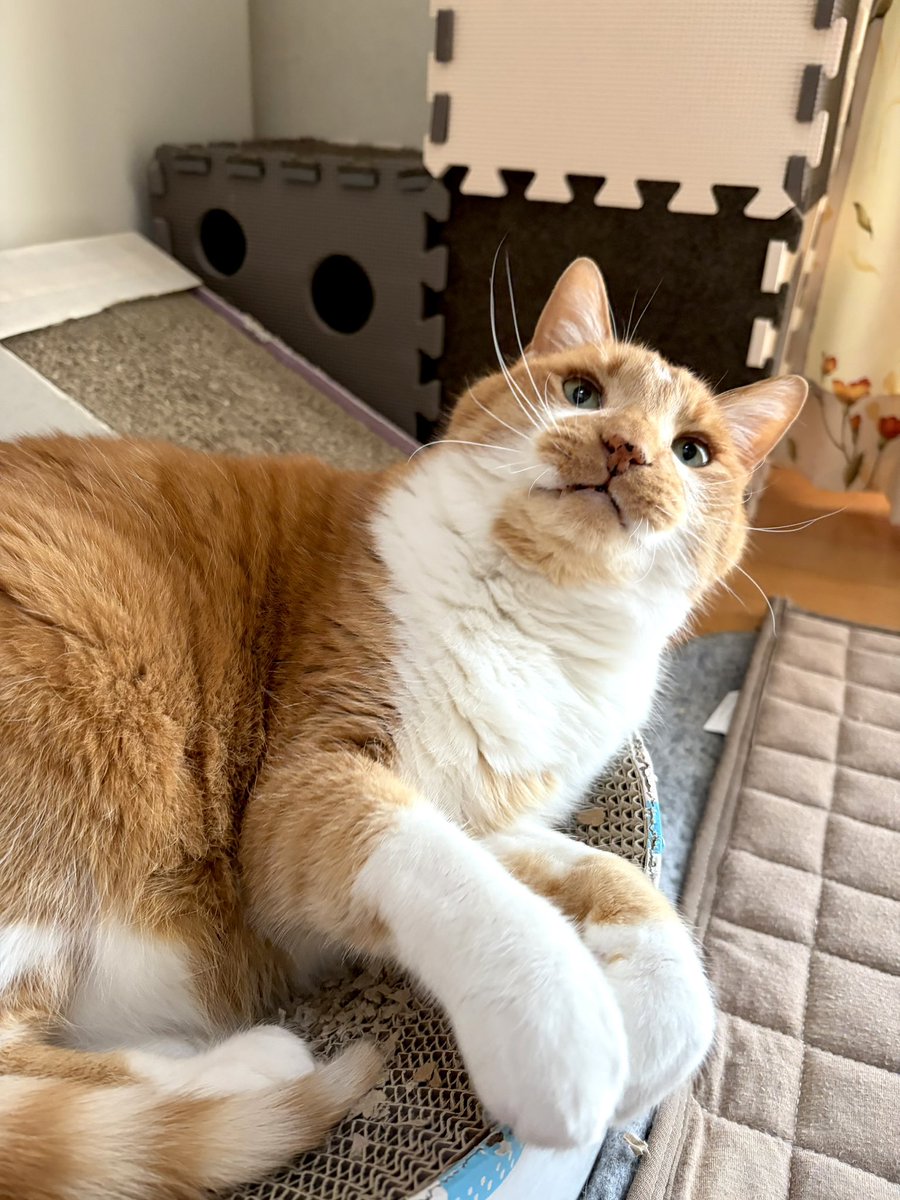 アチャ tweet media