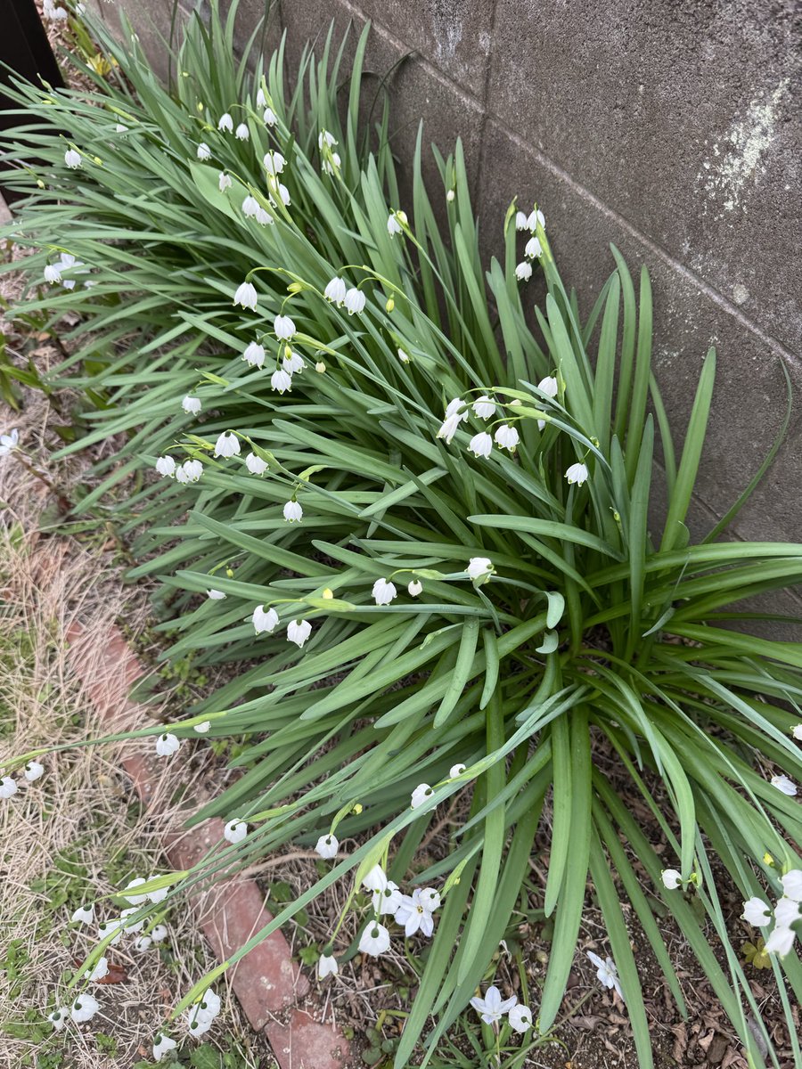 hrzn(黒黒鮃団) tweet media