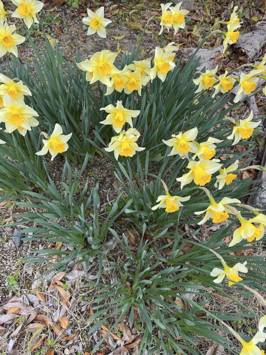 hrzn(黒黒鮃団) tweet media