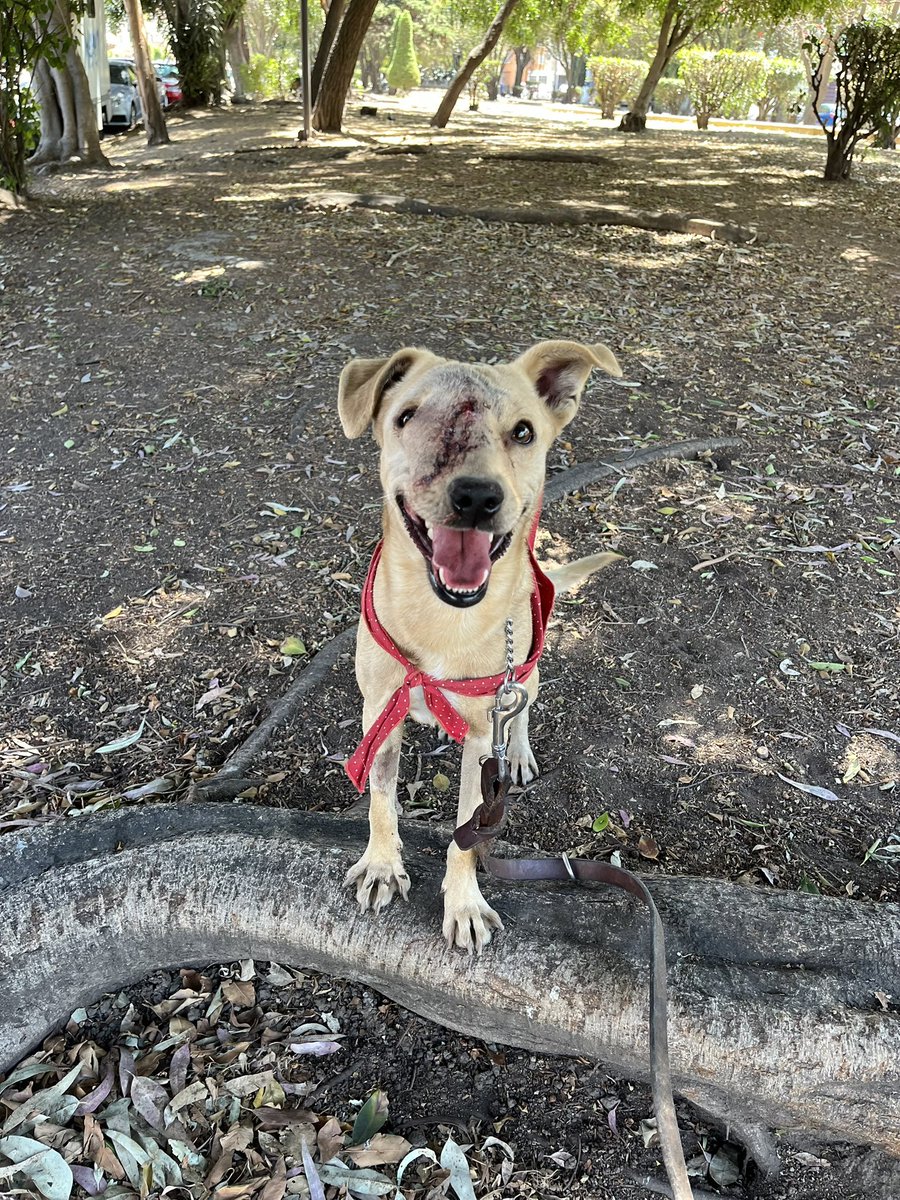 𝙷𝚎𝚕𝚊 𝙼𝚘𝚛𝚎 🐶 tweet media