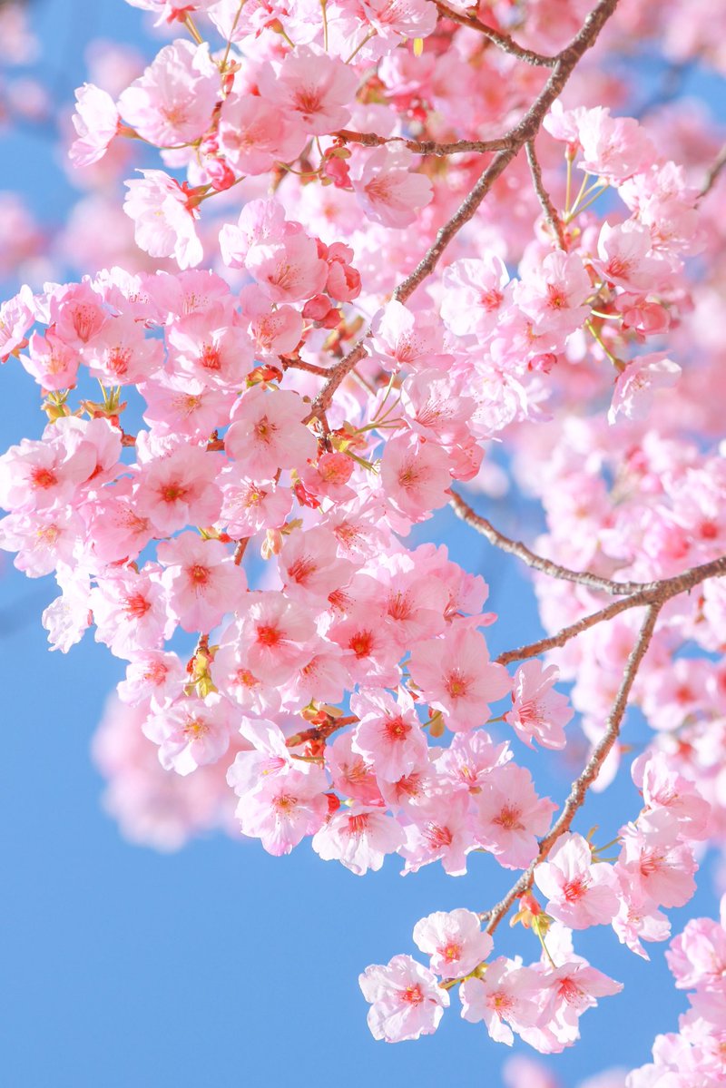 カラフル写真家Ayane.💐 tweet media