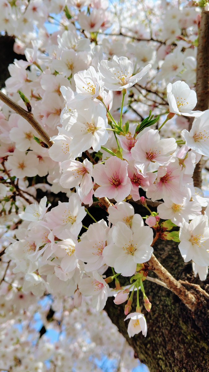 cornish（こーにっしゅ） tweet media