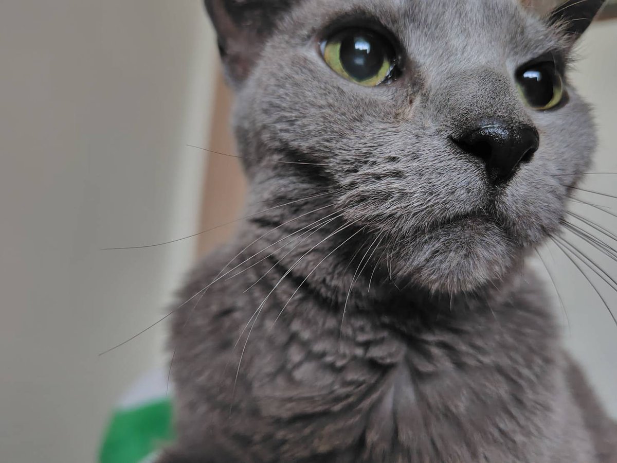 ぷりもっち@日産2日間参戦✨特典ないや tweet media