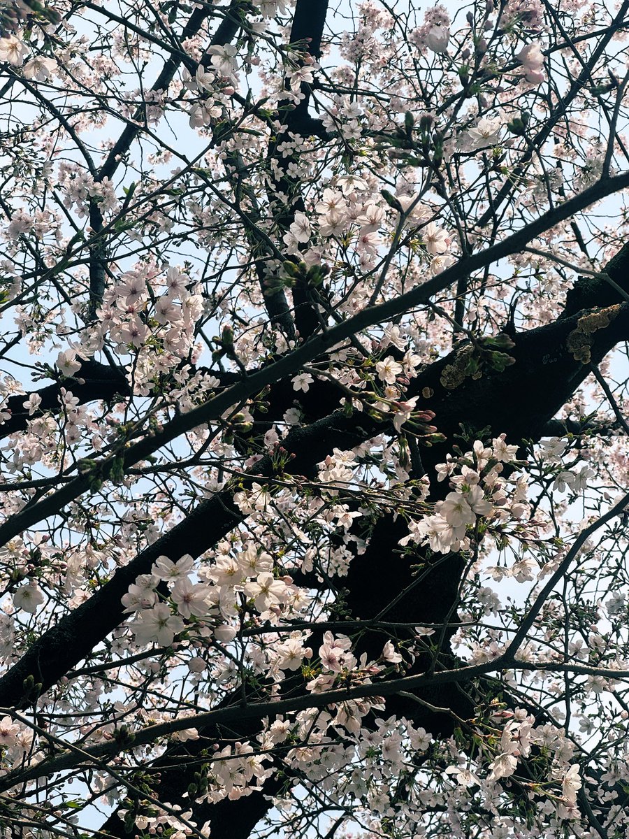 宇沙木ゆき🐰🩰USAKI YUKI❤️Venus Parfait tweet media