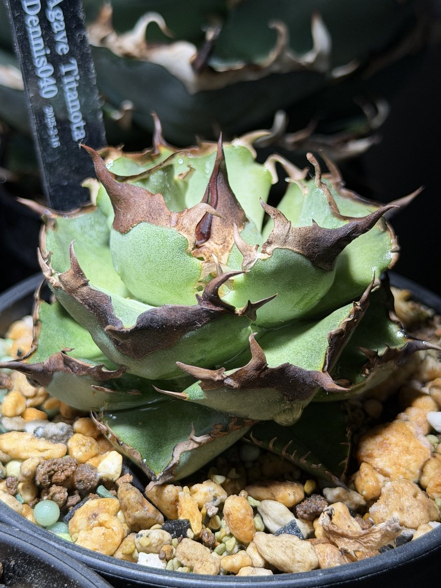 カイマン tweet media