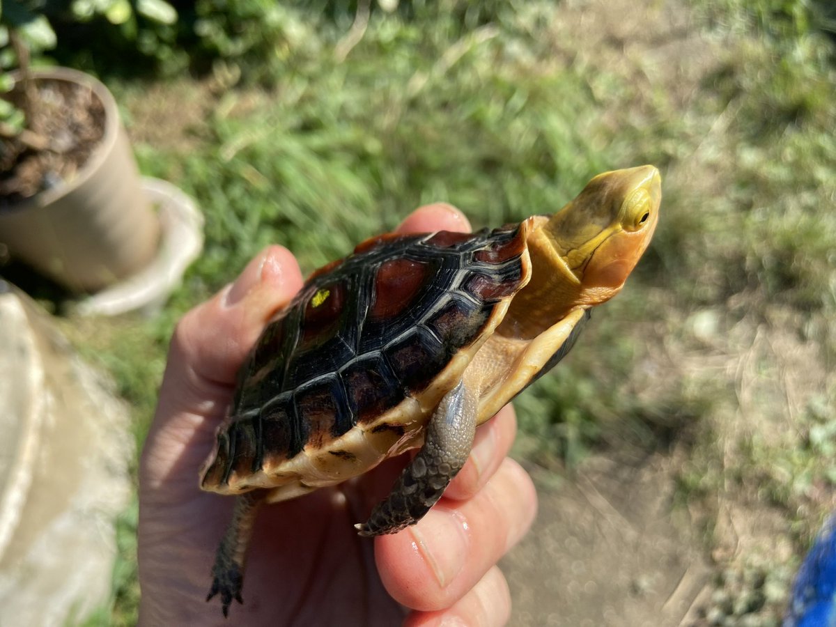 亀太郎 mitsuya tweet media