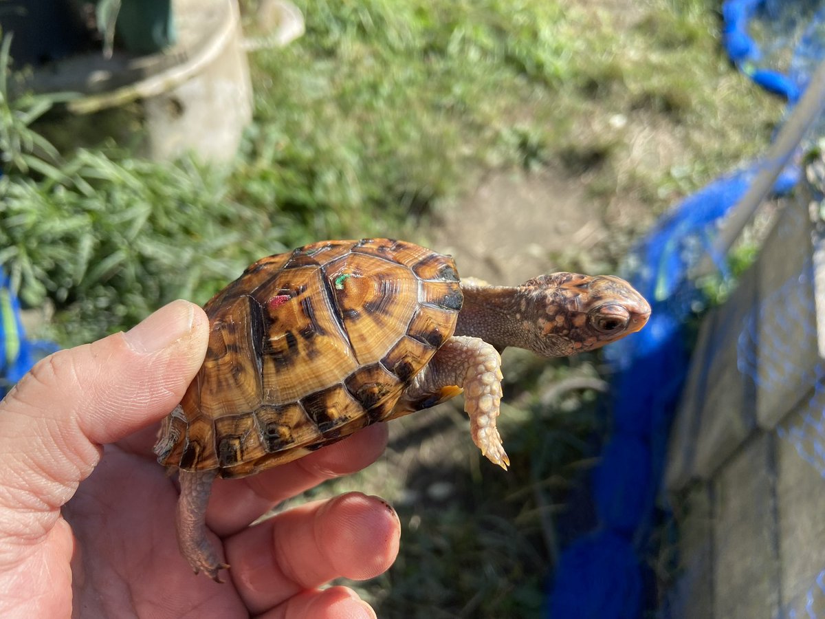 亀太郎 mitsuya tweet media