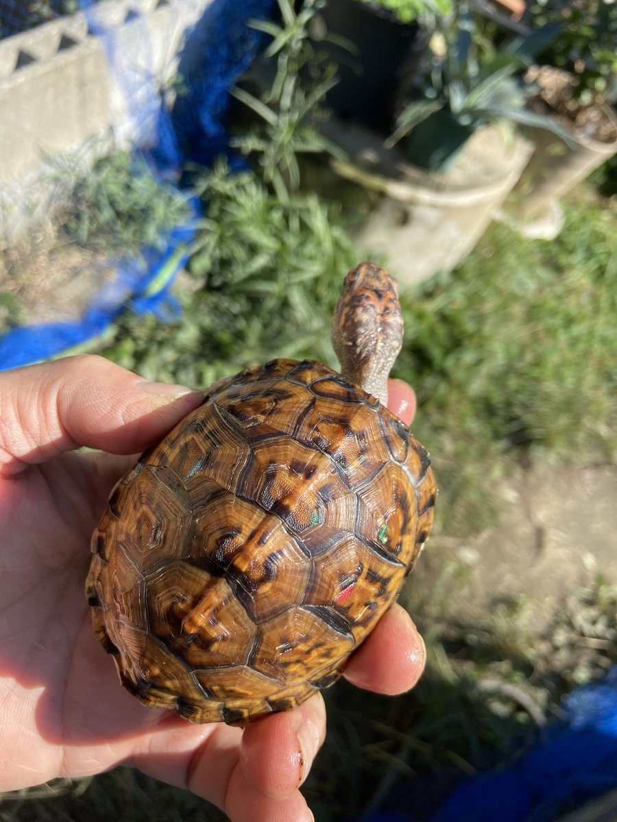 亀太郎 mitsuya tweet media