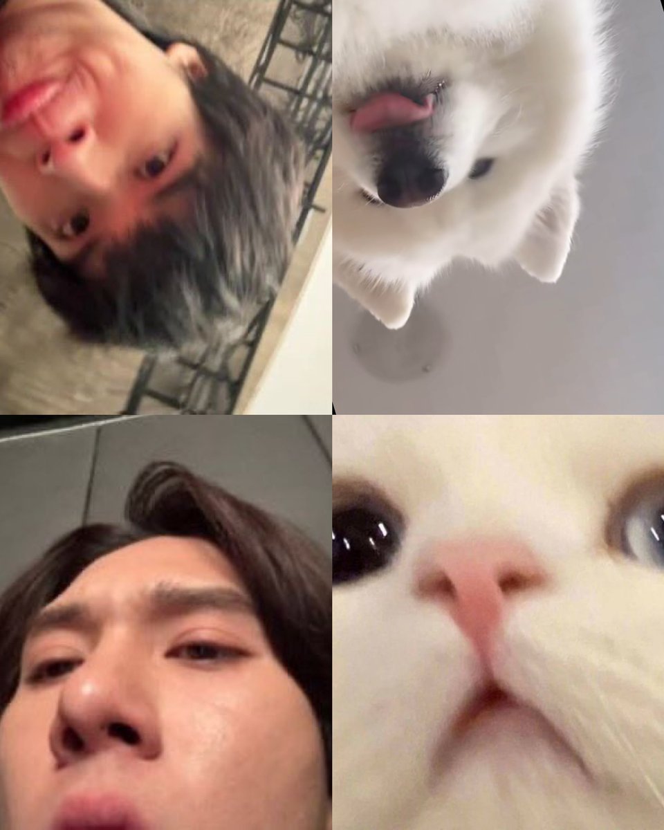 meow 😽 tweet media