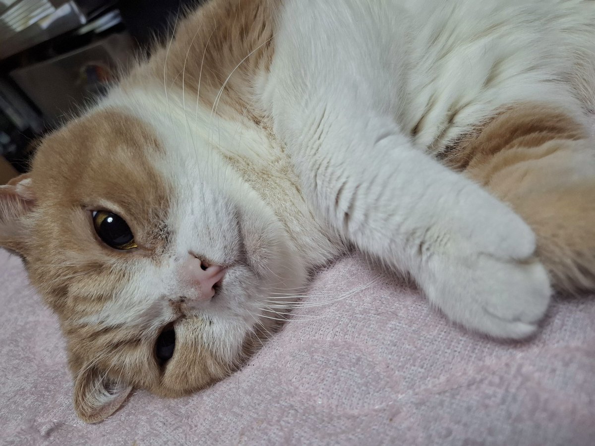 春　優季 tweet media