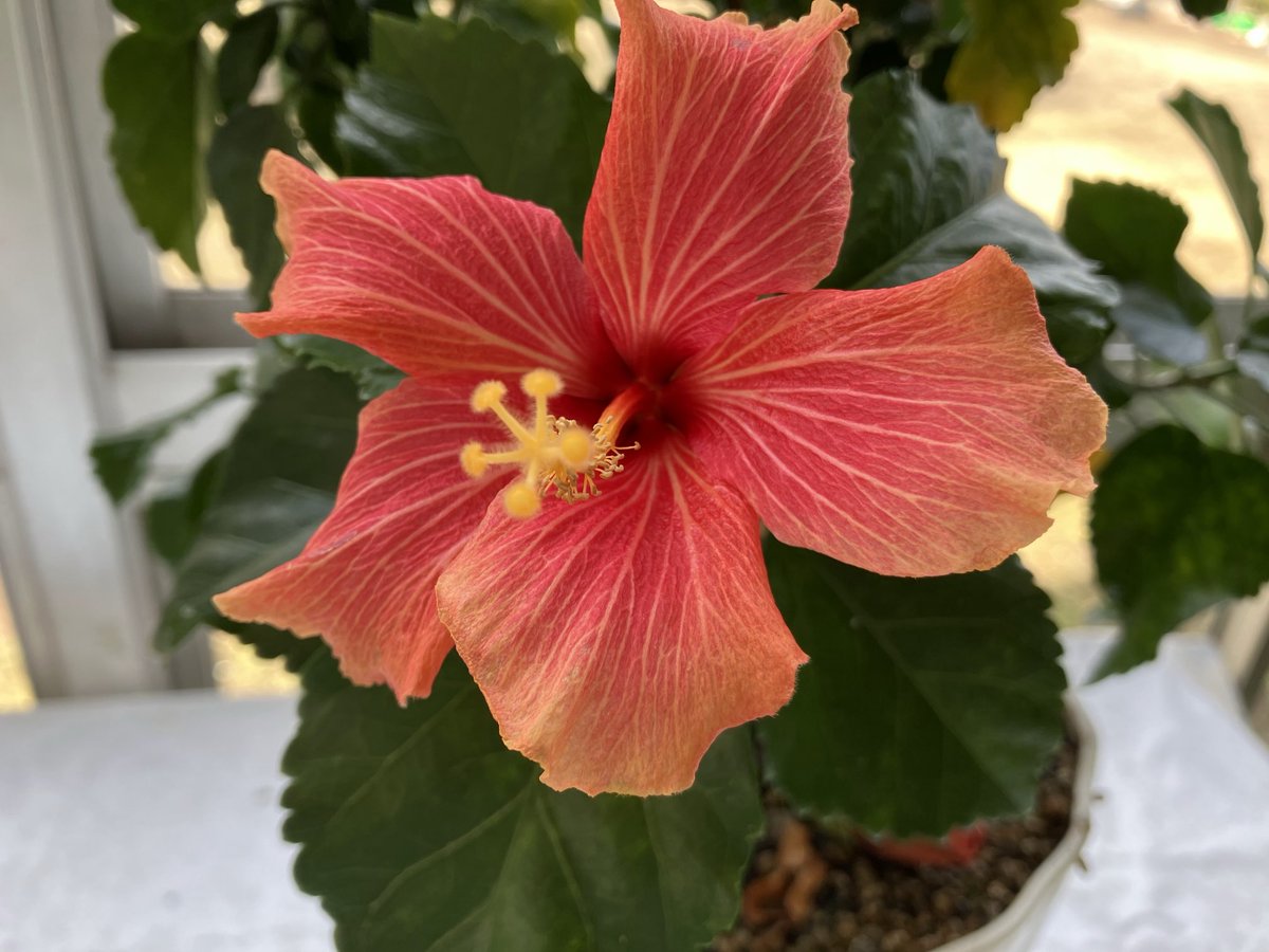 BABILL🇯🇵 tweet media