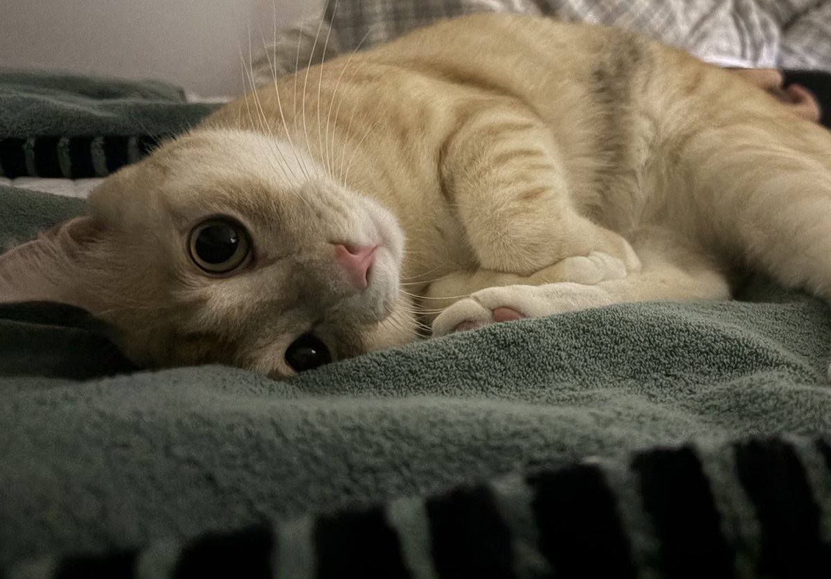 엄마 진실게임하자.. 좋아하는 치즈 잇어?