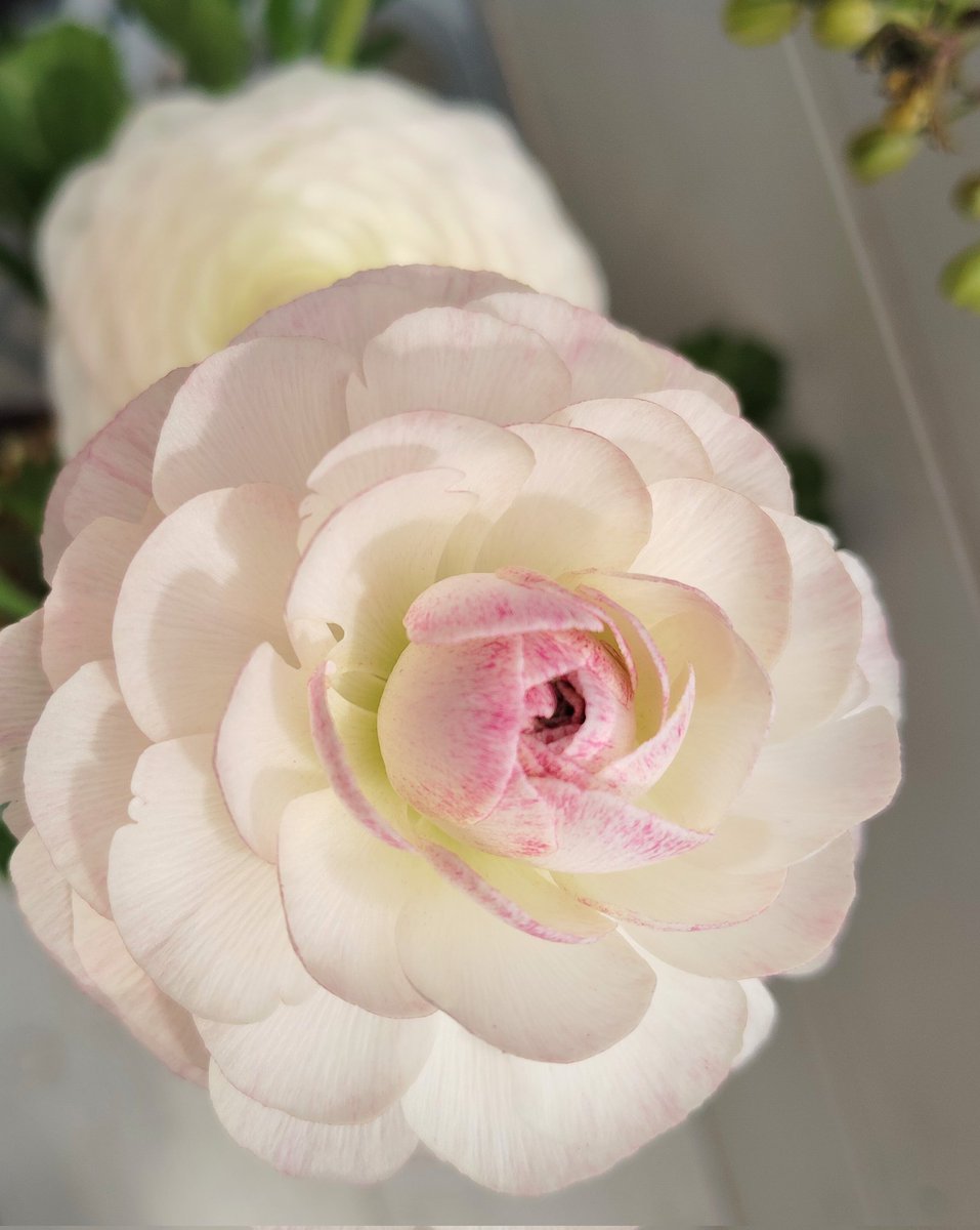 *.✯ 𝕄𝕀ℕ𝕋 ˖☽︎︎ ͙*· tweet media