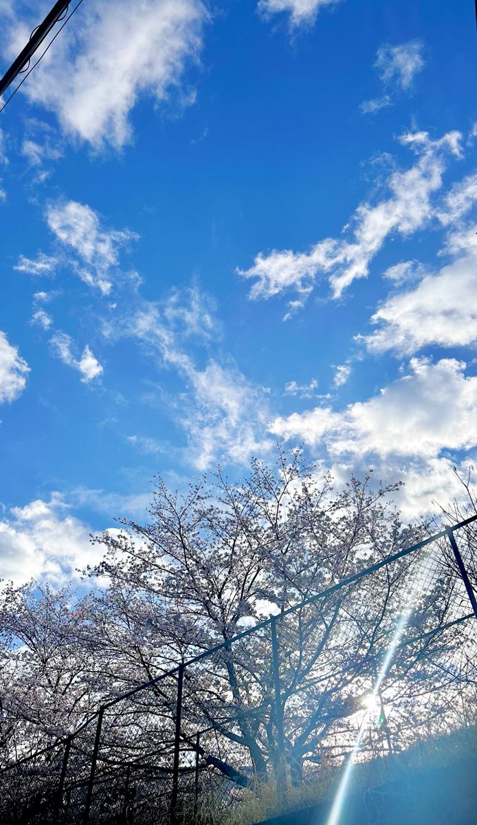 moguchan34's tweet photo. 春。
桜。
空。

#キリトリノセカイ
#春 https://t.co/fToNWDdcQn