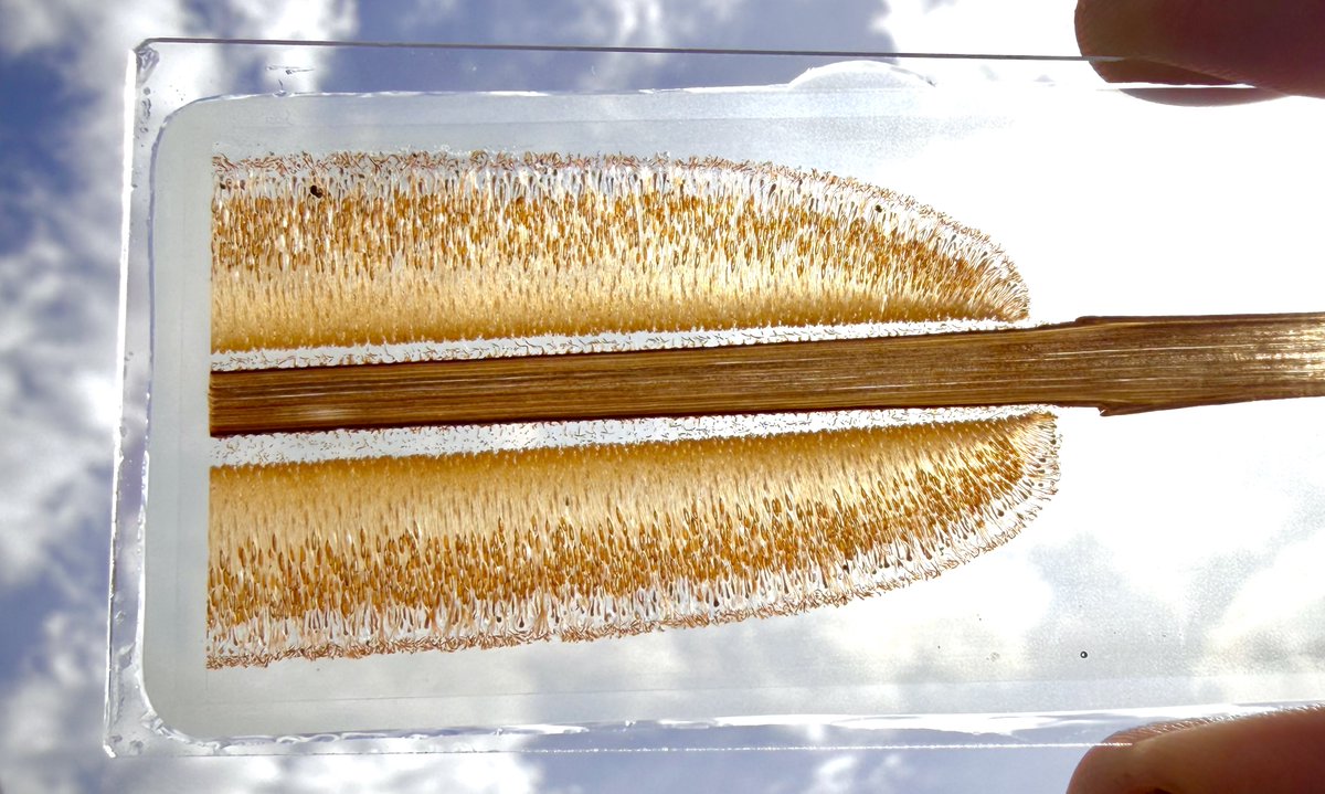 duketogo tweet media