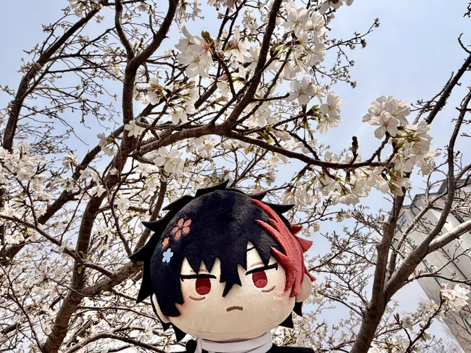 桜とわんぱく。