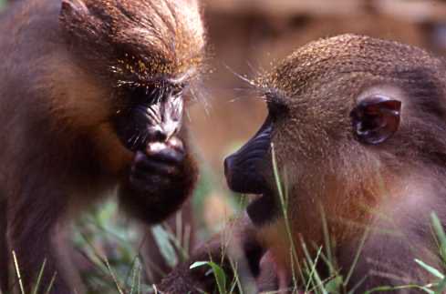mzeeshimba05's tweet photo. #Wild Life
#アフリカの野生動物
#Mandoril 
#マンドリル
ジャングルの中でマンドリ
ルの姿を探して歩き回るが
その姿を見ることは中々出
来ない彼らは深い森の高い
樹の上を移動しているから
だ群れのカン高い声だけが
聞こえるようにだけ https://t.co/iUs87qfaGL