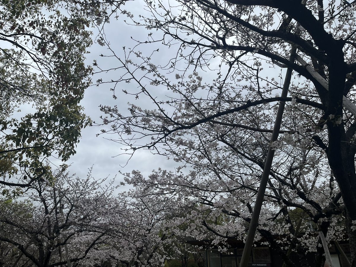 ぴたと君 tweet media