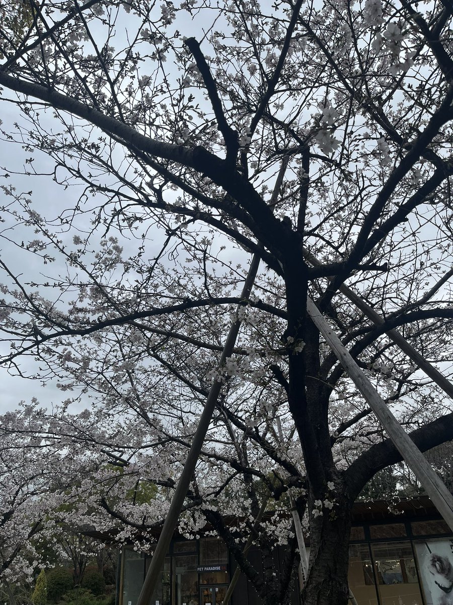 ぴたと君 tweet media