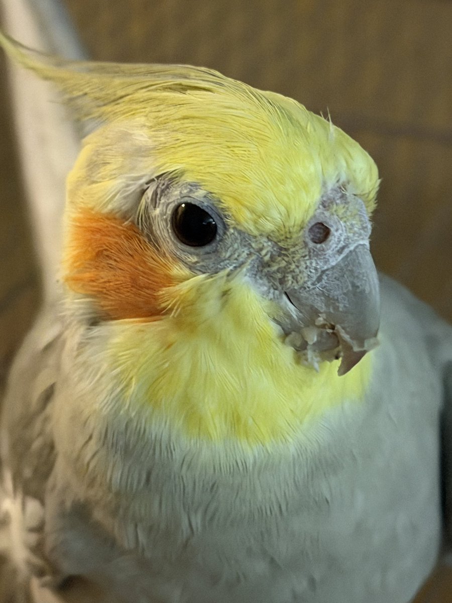 knarles and birbs tweet media