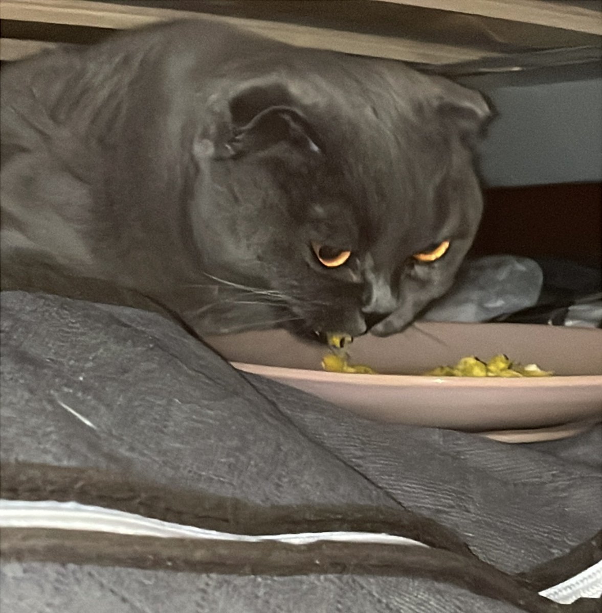 Pearl Grey 🩶 tweet media