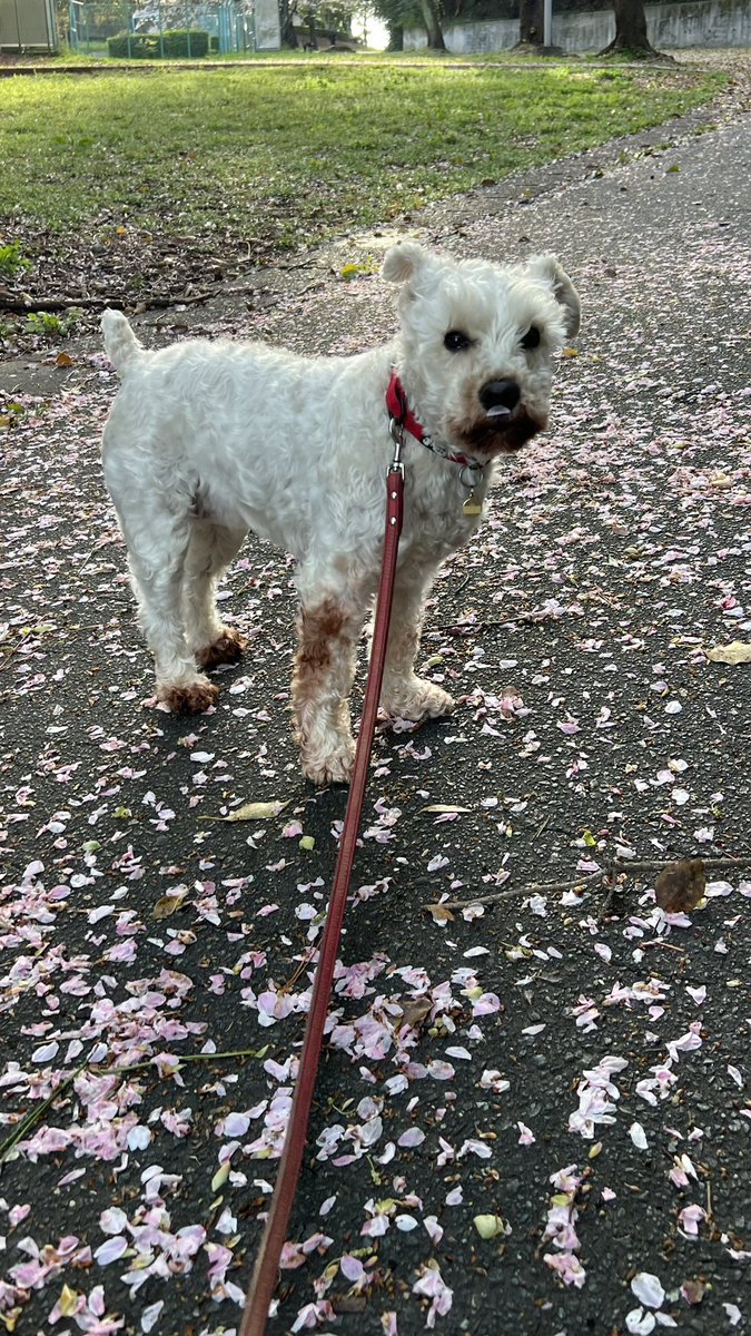 茶リオとビノの生活 tweet media