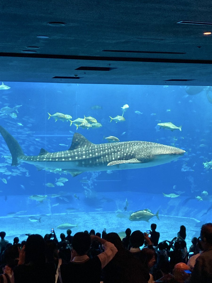 EVjotaro's tweet photo. 美ら海水族館はやっぱり楽しい😃

#沖縄　#美ら海水族館　#チンアナゴ　#ジンベイザメ https://t.co/79K3Xc2jJl
