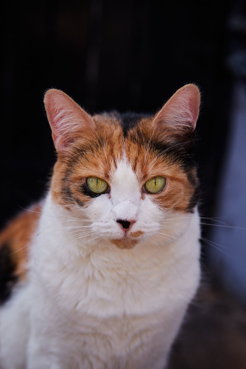 CHRIS_NEWT0N's tweet photo. @nyantamach222 This is Misa  (I named her after bass player from BAND-MAID!) https://t.co/fvBZ3X5ssk
