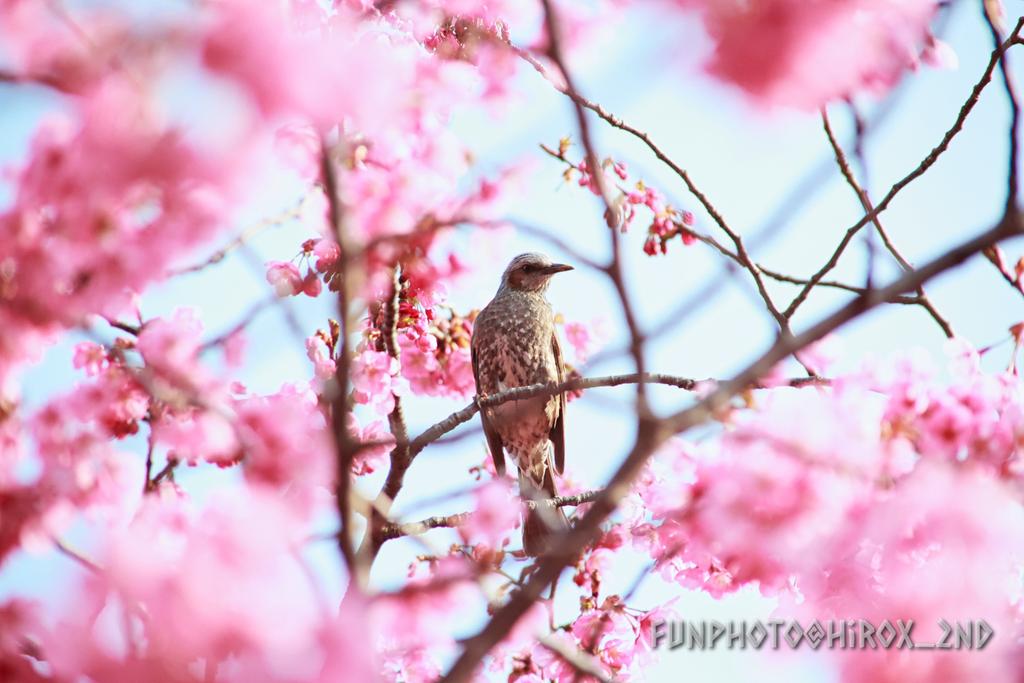 hirox_2nd's tweet image. 鳥が可愛くとまっていたのでレンズを向けてみました
ヒヨドリでしょうか？

#河津桜
#ヒヨドリ
#FunPhoto