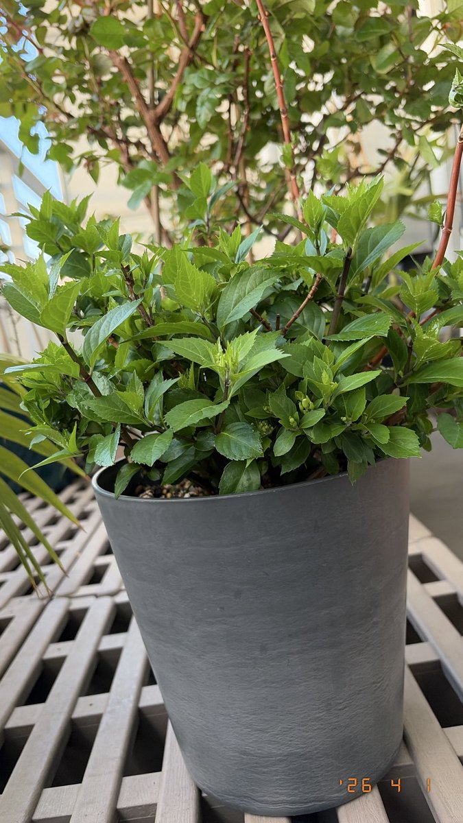 Plants And Path tweet media