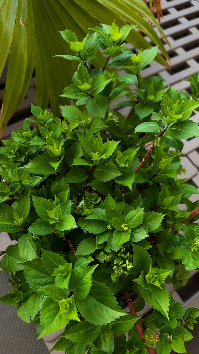 Plants And Path tweet media