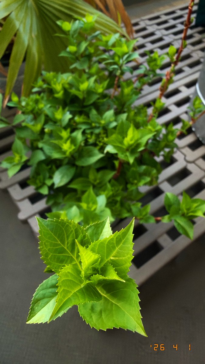 Plants And Path tweet media