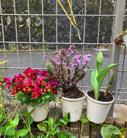 ccr_ribbons's tweet photo. ここ数日のぽかぽか☀️で
チューリップも成長。
4月が始まるなぁって
感じます🌷

今年は、
宿根もの、一年もの、
いろんなカラーを植えたので
楽しみです。

#helloapril 
#tulips 
#gardening
#ガーデニング　
#lowcost #lowmaintainance
#TLを花でいっぱいにしよう　
#Cのお庭　
#hellospring2026 https://t.co/fWXU962jWV