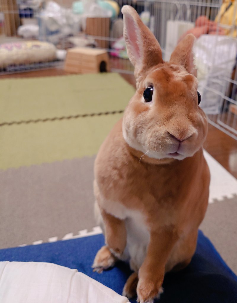 ゆー@もこもこは正義//ミニレッキスころも tweet media