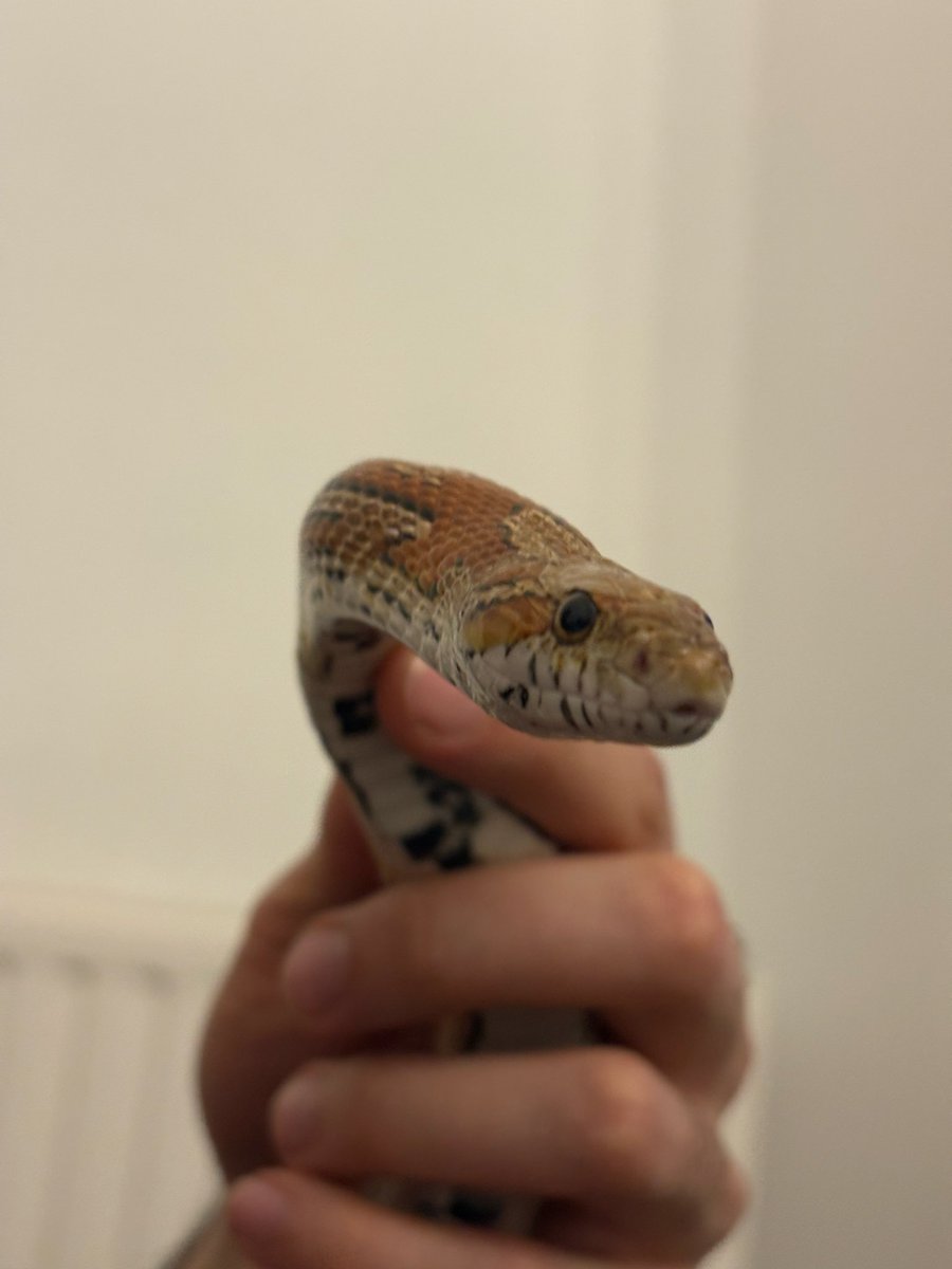 شاماران tweet media