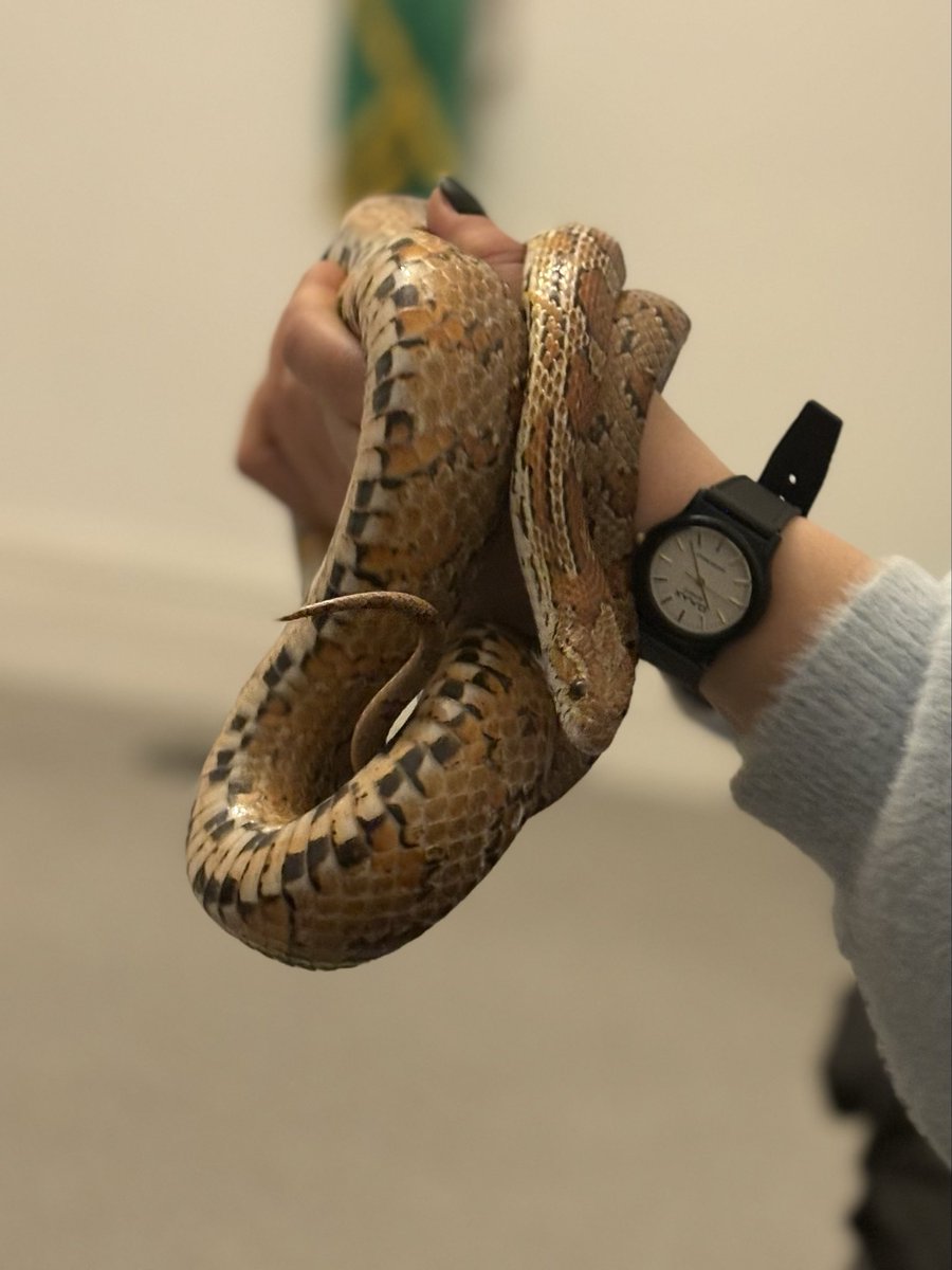 شاماران tweet media