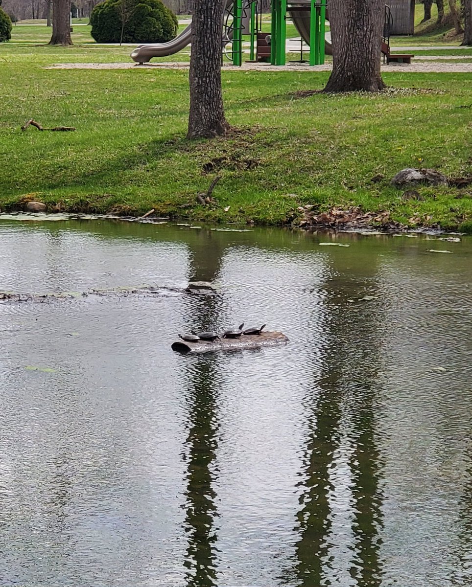 Found the <a href="/TMNT/">TMNT</a> in their natural habitat.