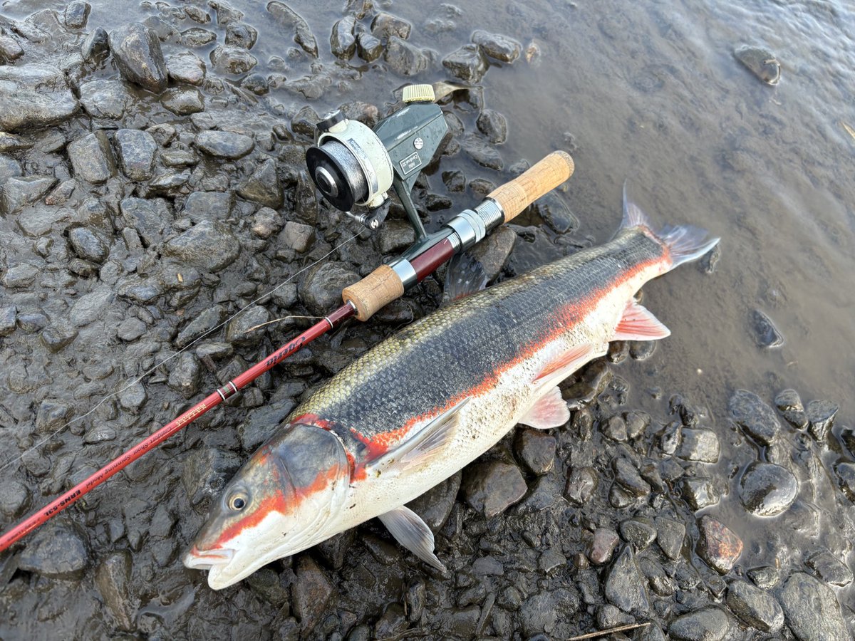 遊び用のタックルに変えて昨日のポイントへ、良い感じに釣れます♪