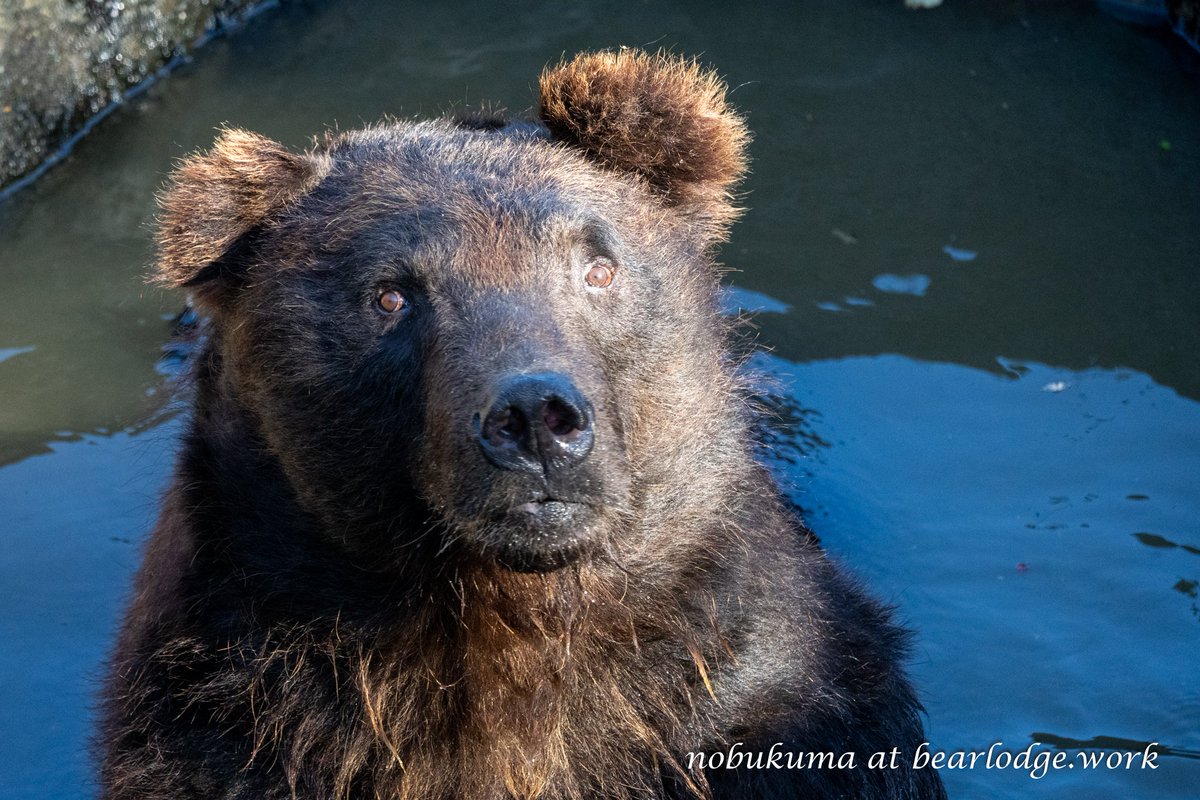 のぶクマ🐻羆と香辛料 tweet media